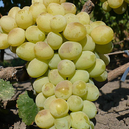 Виноград плодовый Лора