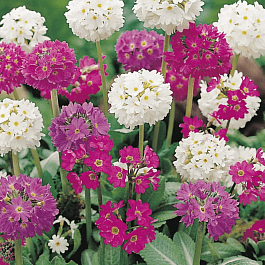 Примула мелкозубчатая Mix