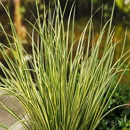 Аир злаковидный Variegatus