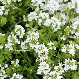 Тимьян белый