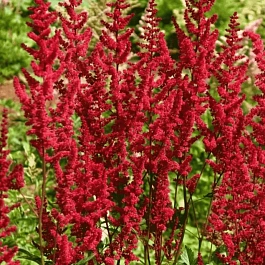 Астильба Арендса Glut