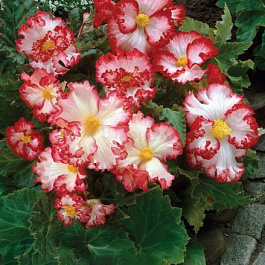 Бегония Клубневая Crispa Marginata White Red