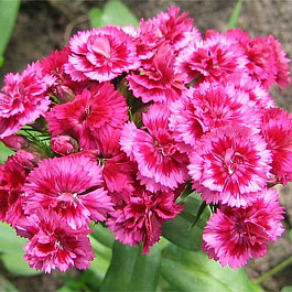 Гвоздика перистая Мэджик