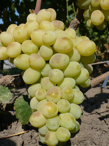 Виноград плодовый Лора