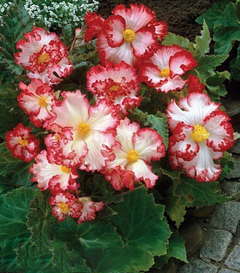 Бегония Клубневая Crispa Marginata White Red