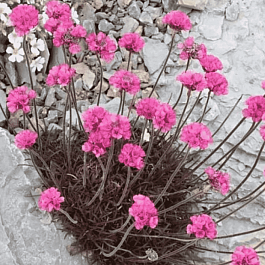 Армерия приморская Rubrifolia