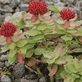 Родиола розовая