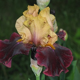 Ирис германский Rustic  Royalty