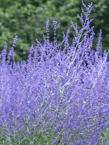 Перовския Тайга