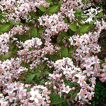 Дейция гибридная розовая Campanulata