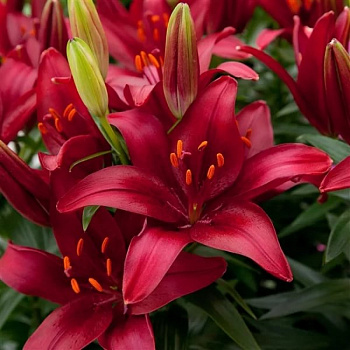 Лилия азиатская горшечная Тайни Гоуст НАБОР 2ШТ (2+2) Лилия азиатская горшечная Тайни Гоуст НАБОР 2ШТ (2+2)