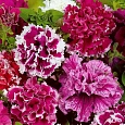 Петуния махровая Глориас микс