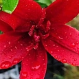 Лилия Red Twin