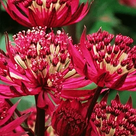 Астранция большая Red joyce