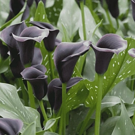 Калла Dubai Night