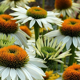 Эхинацея пурпурная Саммер Сальса