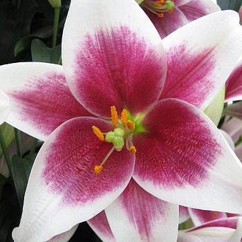 Лилия лонгифлорум Цирано НАБОР 2ШТ (2+2)