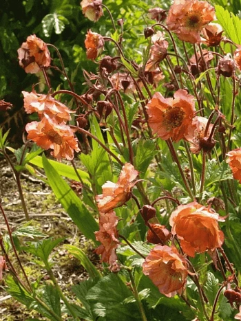 Гравилат чилийский Mai Tai