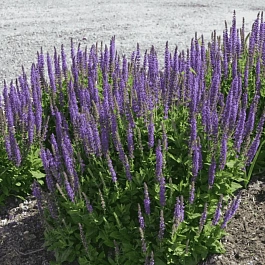 Шалфей дубравный West - Friesland