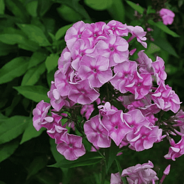 Флокс метельчатый Абрамцевское Кружево