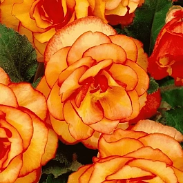 Бегония Picotee Yellow/Red