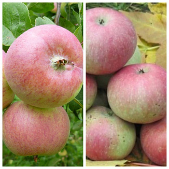 Дерево-сад (5 летка) яблоня 2 сорта Грушовка Московская-Медуница