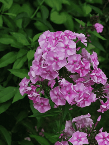 Флокс метельчатый Абрамцевское Кружево