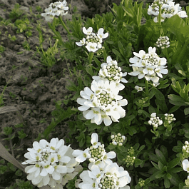 Иберис вечнозеленый Appen-Etz