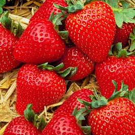 Земляника садовая Твист