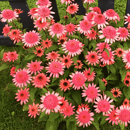 Эхинацея Raspberry Truffle