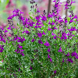 Шалфей Mirage Deep Purple