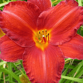 Лилейник Chicago Apache