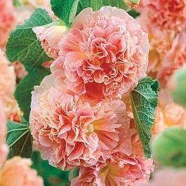 Мальва (Шток-роза) розовая Chater's Double Salmon Pink