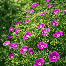 Герань кроваво-красная Elke