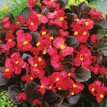 Бегония вечноцветущая бронзоволистная Коктейль Водка