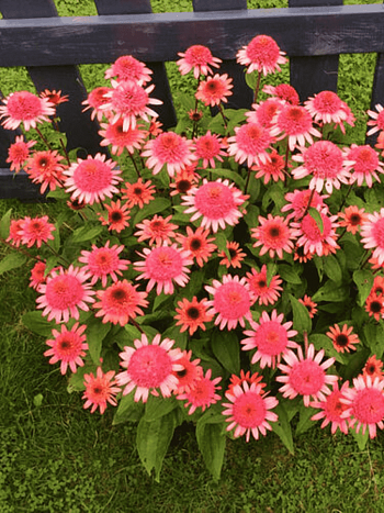 Эхинацея Raspberry Truffle