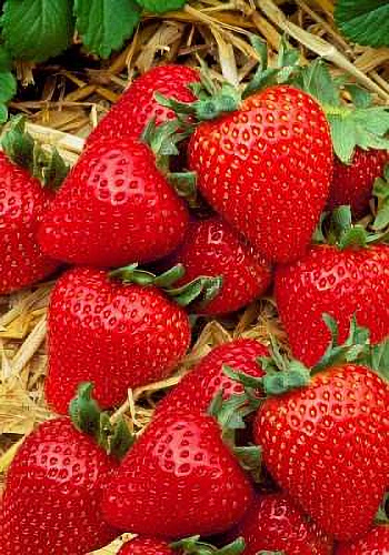 Земляника садовая Твист Земляника садовая Твист