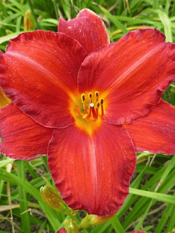 Лилейник Chicago Apache