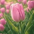 Тюльпан ранний Candy Prince