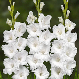 Гладиолус крупноцветковый Каса Бланка