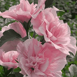 Гибискус Pink Chiffon