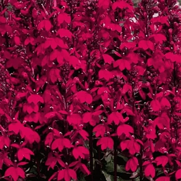 Лобелия прекрасная Fan F1 Burgundy