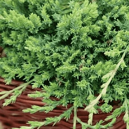 Можжевельник горизонтальный Prostrata