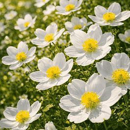 Анемона лесная Madonna