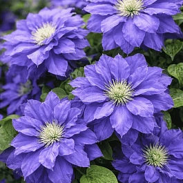 Клематис Beauty of Worcester