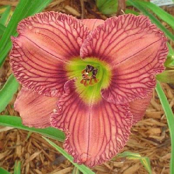 Лилейник гибридный Нoвэе ту Хайд Лилейник гибридный Нoвэе ту Хайд