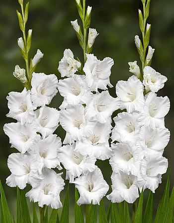 Гладиолус крупноцветковый Каса Бланка