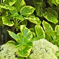 Гортензия длинночерешковая