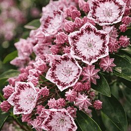 Кальмия широколистная Ginkona