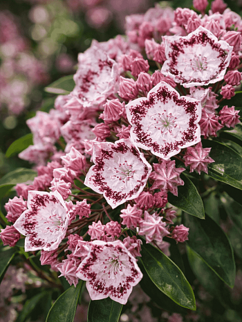 Кальмия широколистная Ginkona